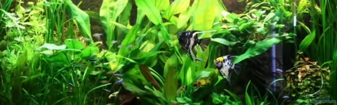 Becken 8027 von Markus K.