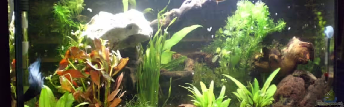 Becken 8028 von Bartosz Niewidniczy