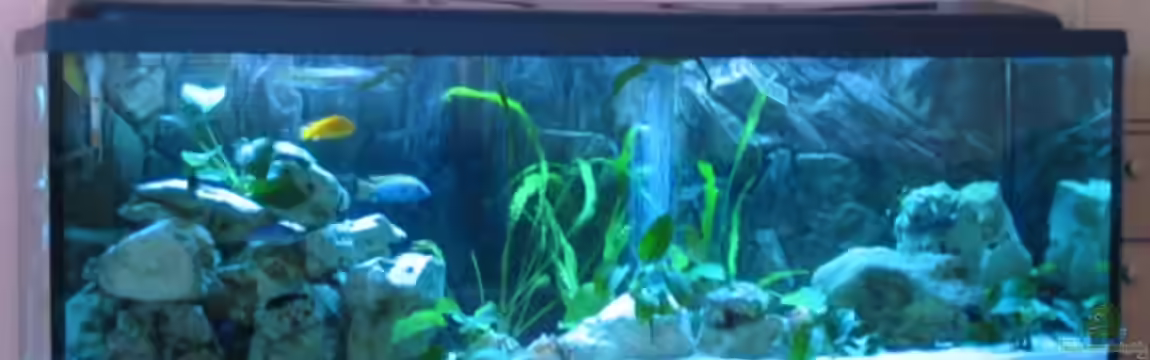 Becken 805 von Ricardo Kisker