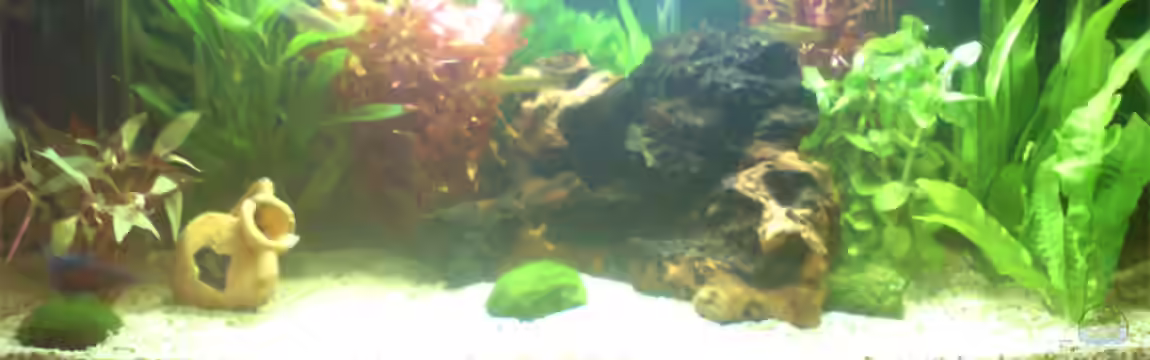 Becken 8051 von Nemo