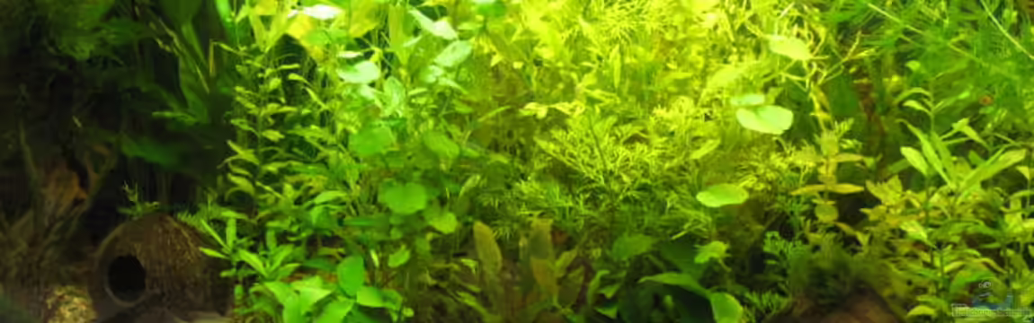 Becken 8064 von Ulrike Laarouchi