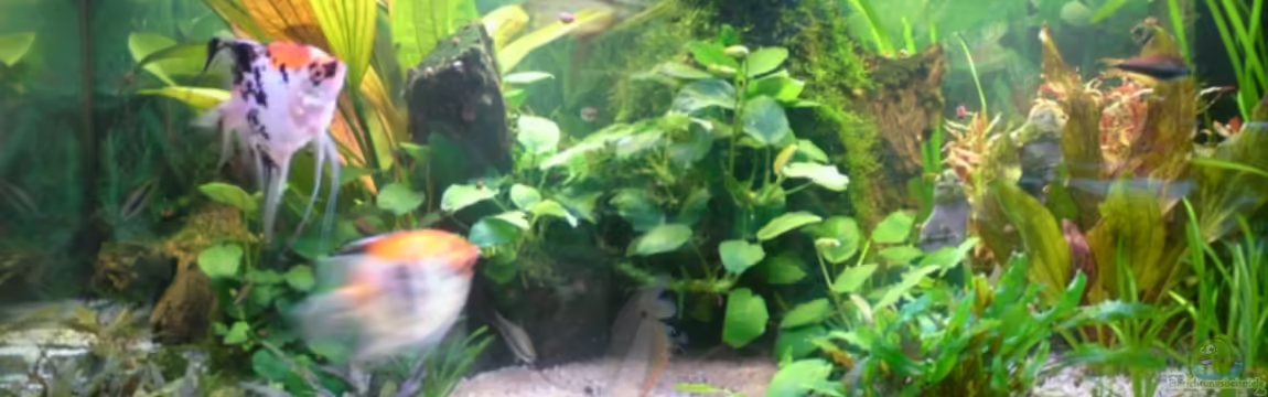 Becken 8066 von Sebastian Becker