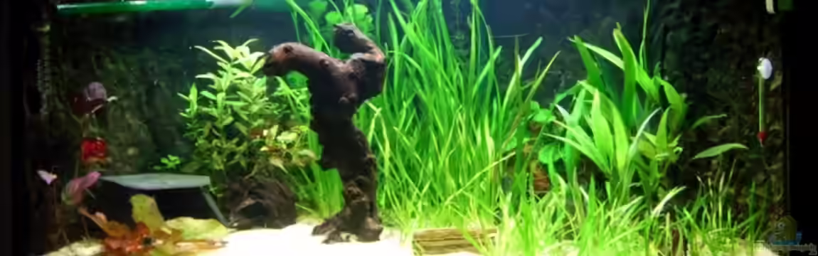 Becken 8078 von Susanne Simon