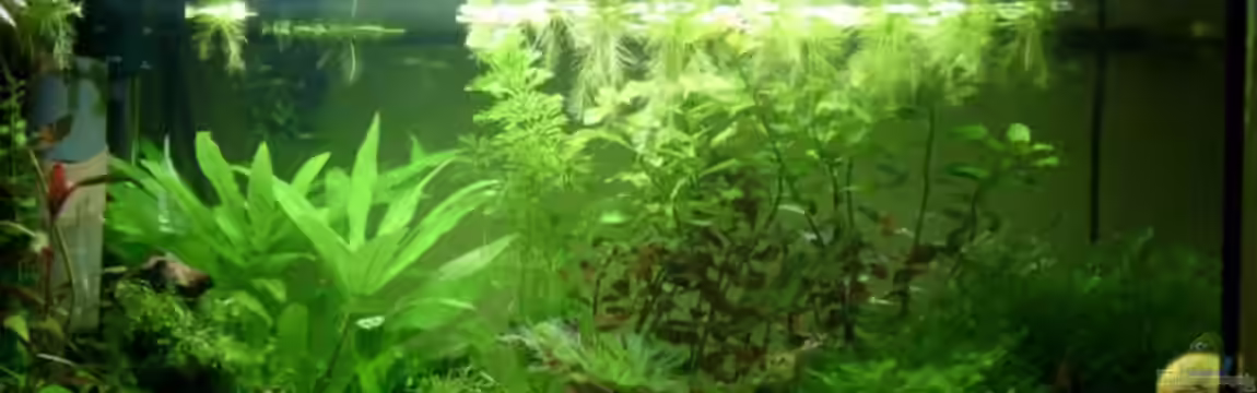 Becken 8079 von Jacy