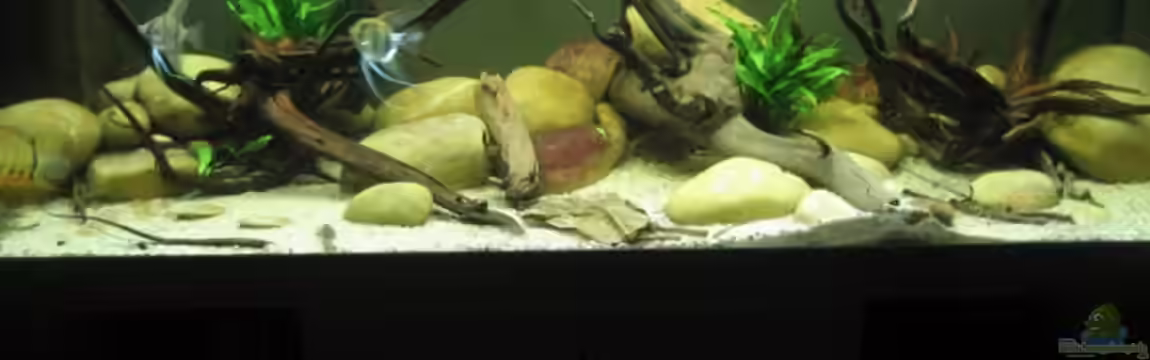 Becken 8093 von Christian Dühr