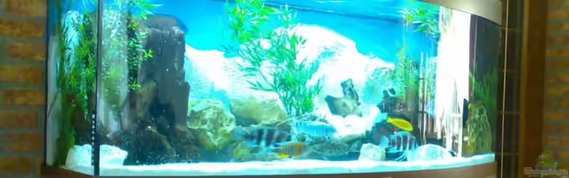 Becken 8099 von astasoft