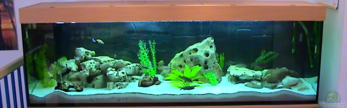 Becken 81 von Thomas Stackmann