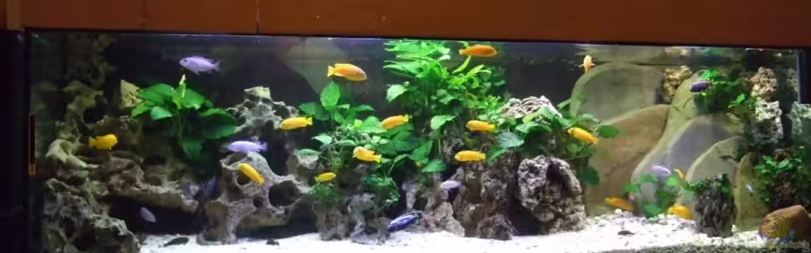 Becken 8101 von Frank Seifarth