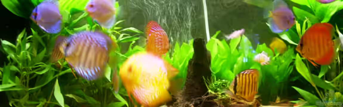 Becken 8115 von Manfred Urlaß