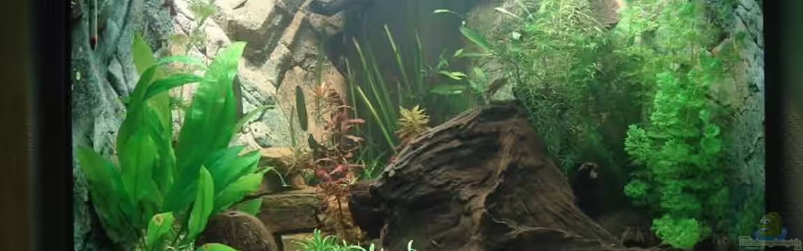 Becken 8125 von Stephan