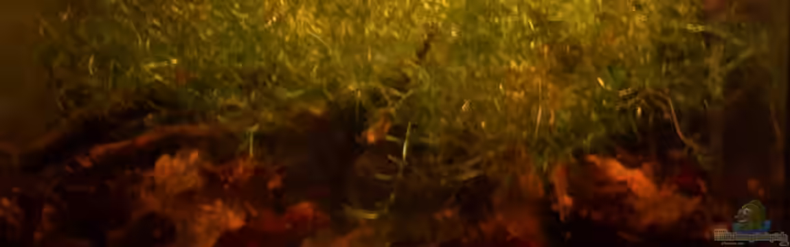 Becken 8130 von Dschennerell