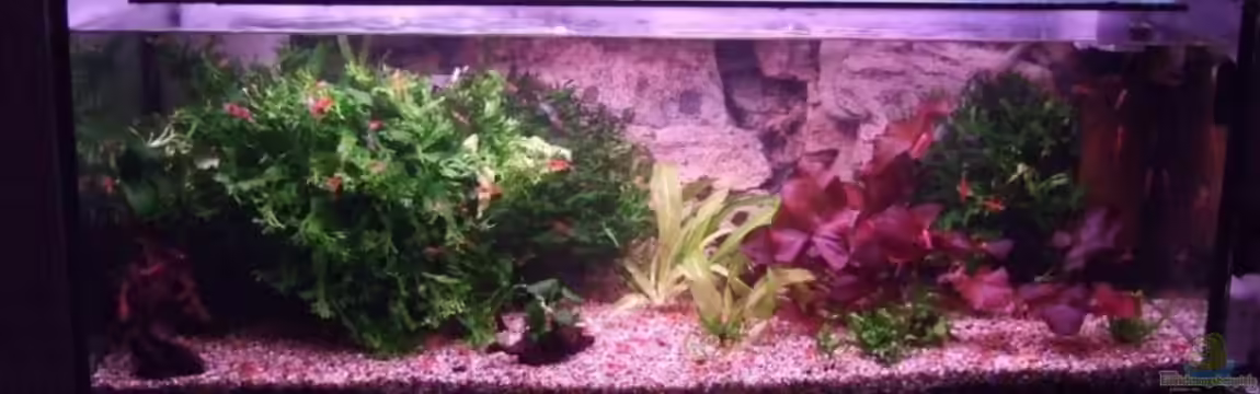 Becken 8131 von Frank Seifarth