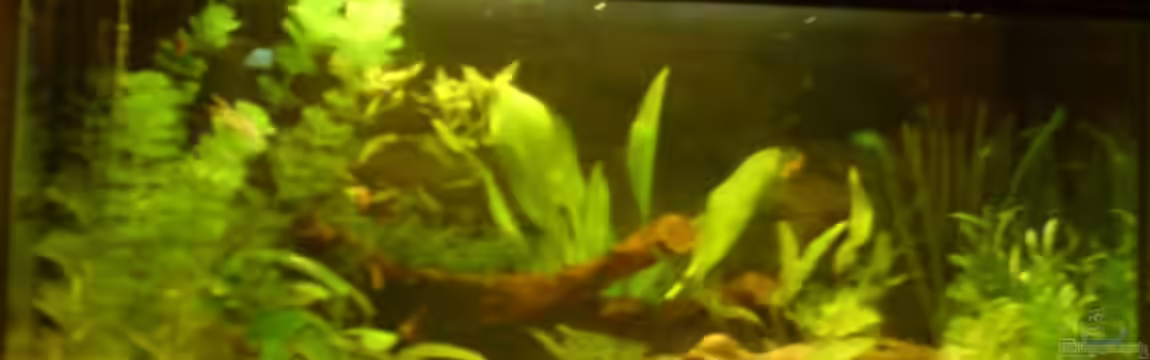 Becken 8143 von Aquariumfan93