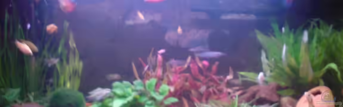 Becken 8161 von Aquariumfreunde Rheine