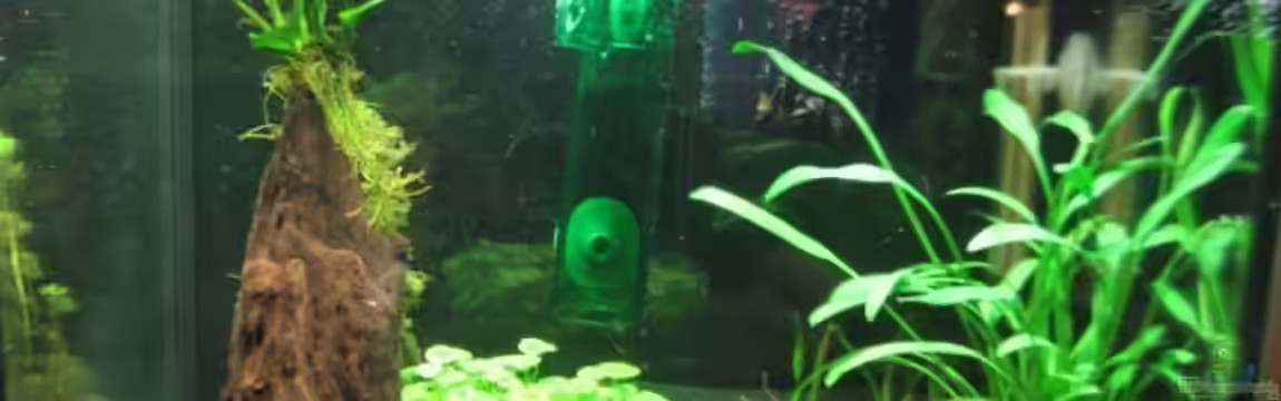 Becken 8168 von osiris