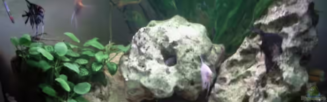 Becken 8229 von Jochen Prölß