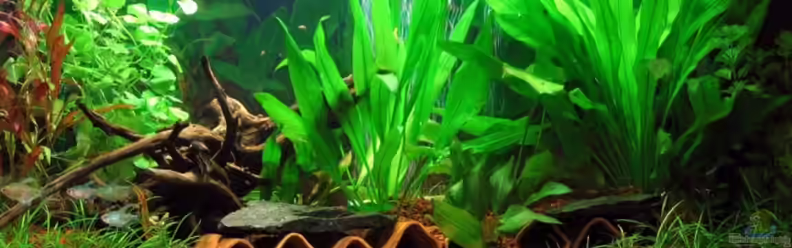 Becken 8247 von Conny