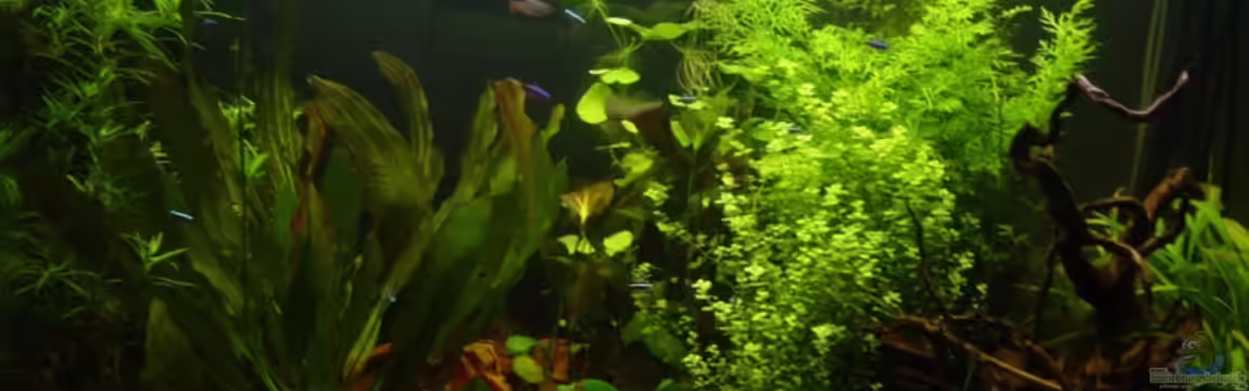 Becken 8249 von Reinhard