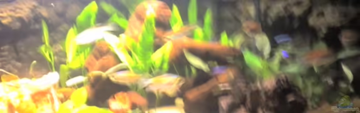 Becken 8258 von Christoph Broy