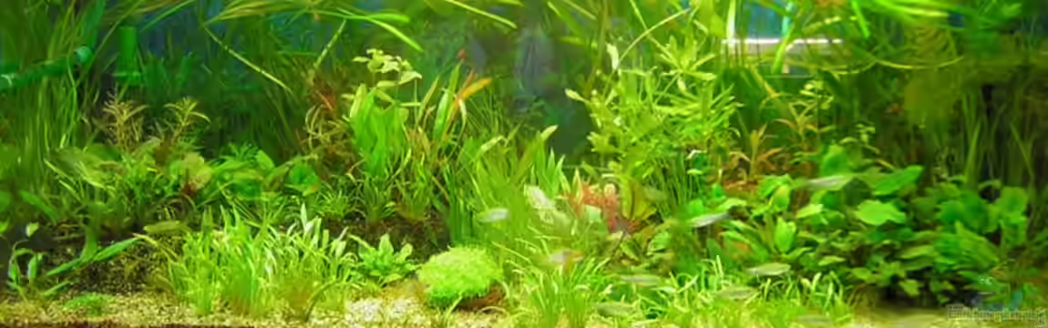 Becken 8264 von Antje und Daniel