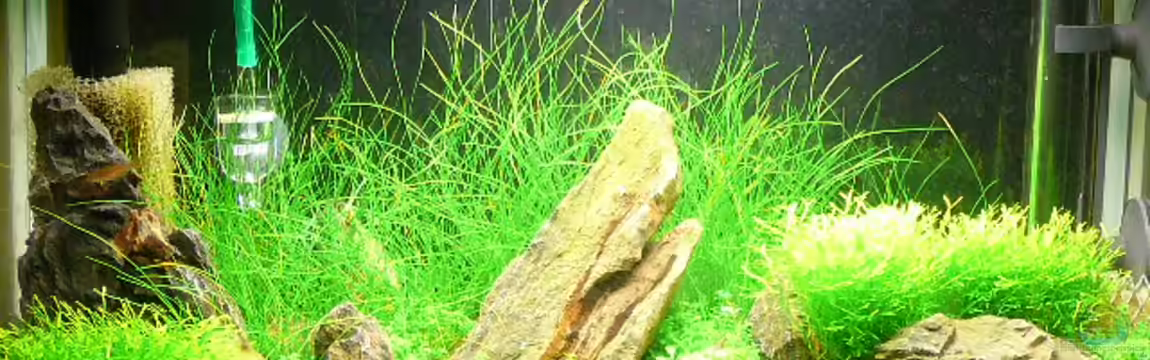 Becken 8289 von Lukas Forster