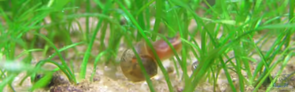 Becken 8298 von redcherry