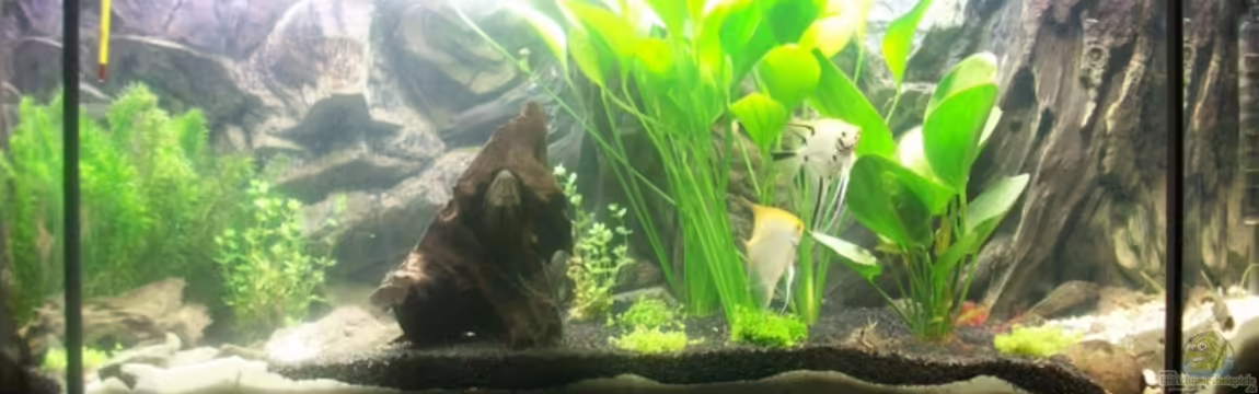 Becken 8303 von Milez