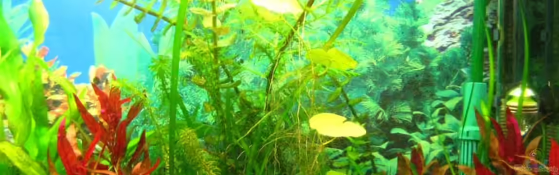 Becken 8311 von andi.B