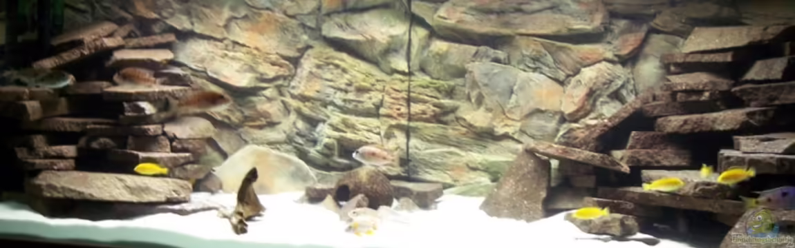 Becken 8330 von cichliden-aquarium.de