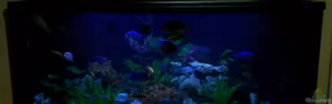 Becken 8347 von Stefan Buchwald