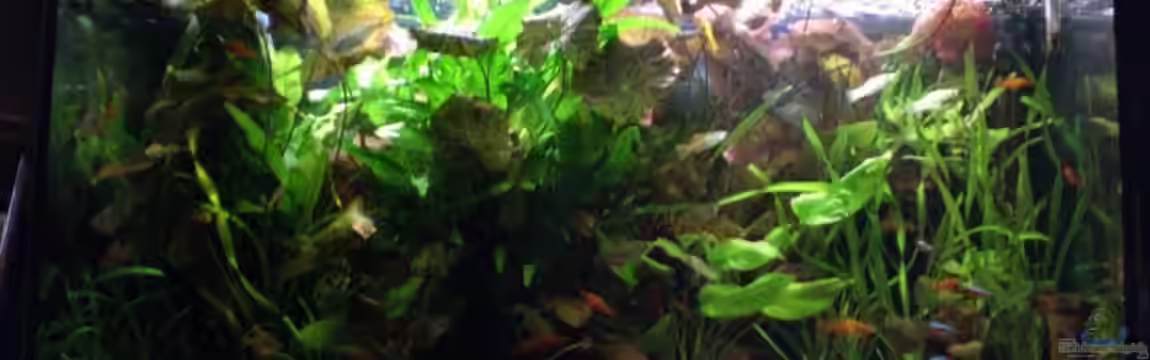 Becken 8366 von Alexander Preuss