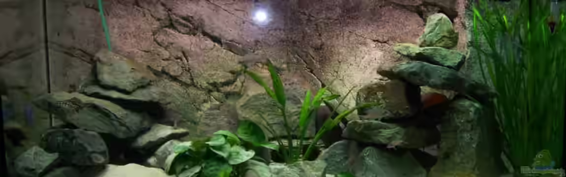 Becken 8404 von Thimo Schneider