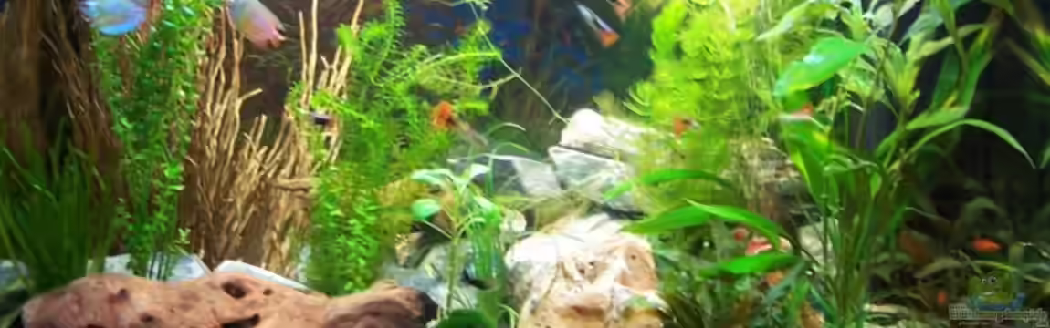 Becken 8419 von Fadenfisch