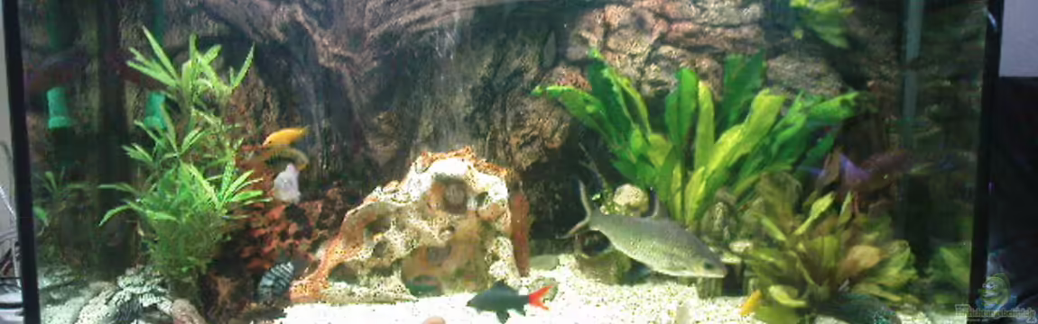 Becken 8425 von Stgt.WEST