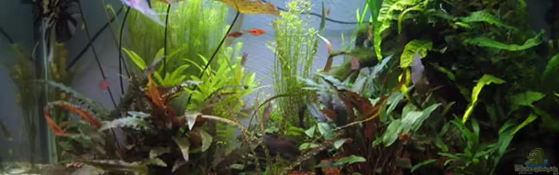 Becken 8428 von Daniel Gauthier