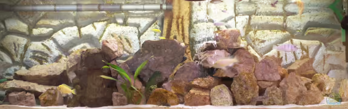 Becken 8429 von Fibs