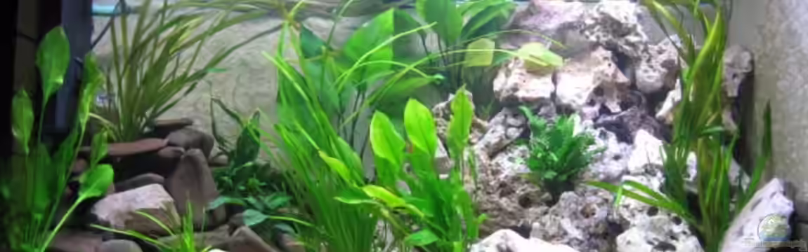 Becken 8430 von Klaus Hagemann