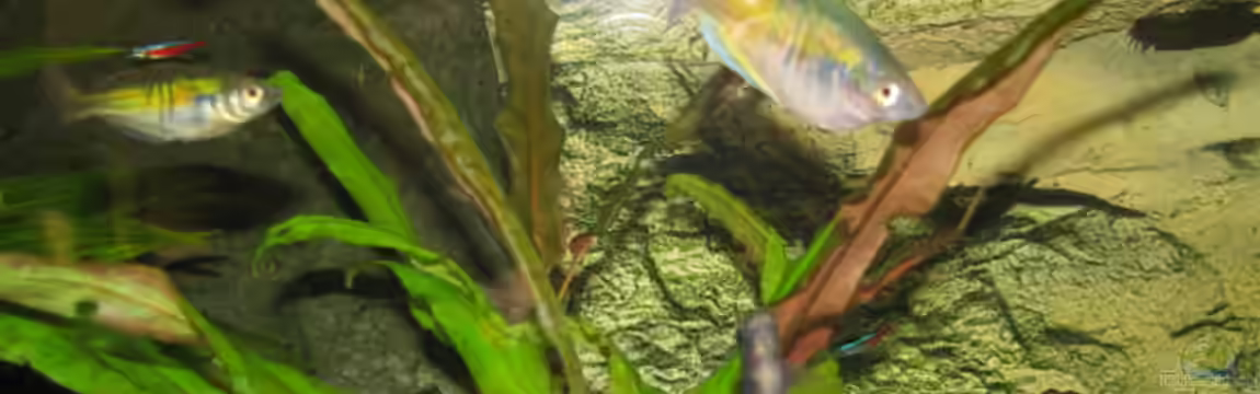 Becken 8433 von Sebastian Kettner