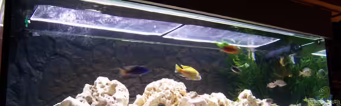 Becken 846 von Steffen Katterbe