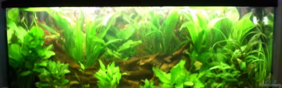 Becken 8462 von Andreas Haase