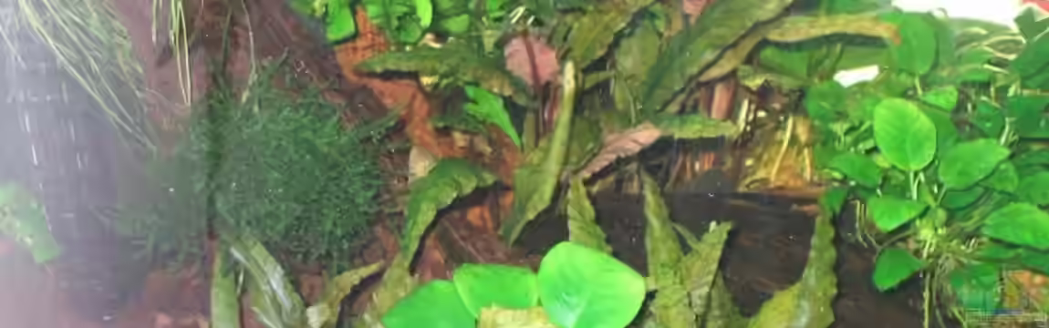 Becken 8467 von london