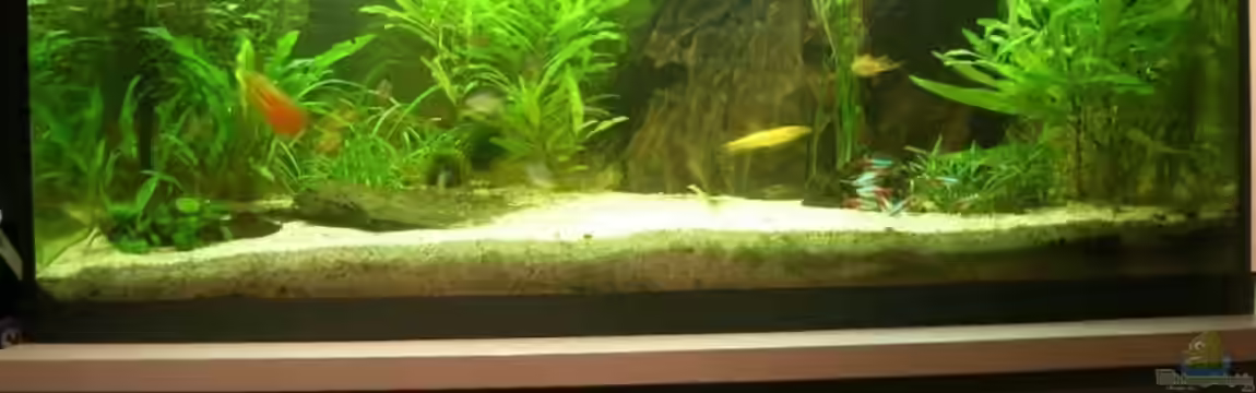 Becken 8473 von forsel