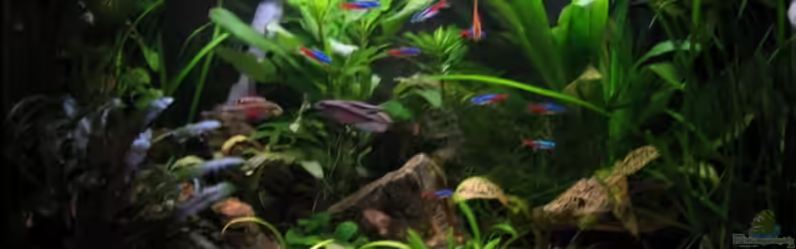 Becken 8492 von Jonas G.