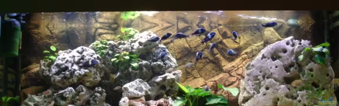 Becken 850 (aufgelöst) von Birkenzeisig