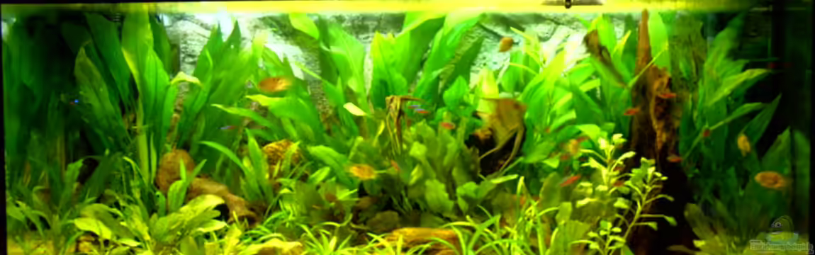 Becken 8507 von Rene2901