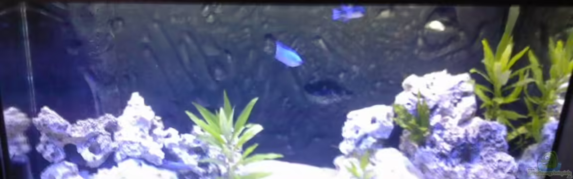 Becken 8509 von Sebastian Wolff