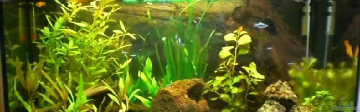 Becken 8520 von Dennis und Katha