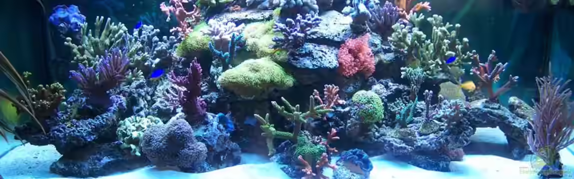 Becken 8522 von Salvatore Fuso