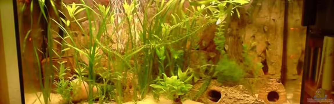 Becken 8531 von David Kousataloglou