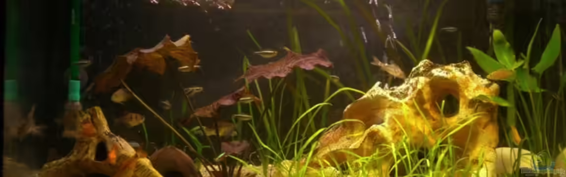 Becken 8544 von Mark Luigart